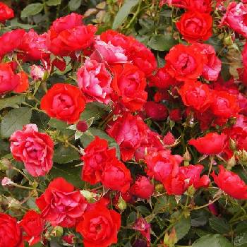 Роза флорибунда ‘Black Forest Rose’